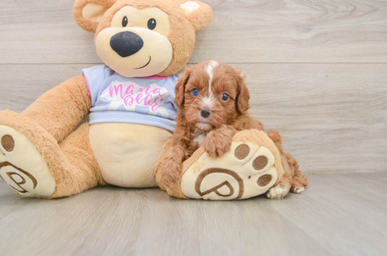 Cavapoo Pup Being Cute