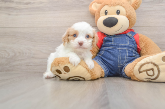 Petite Cavapoo Poodle Mix Pup