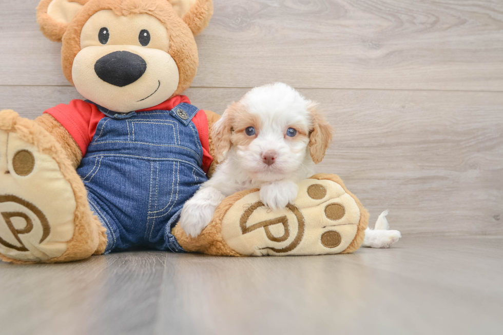Cavapoo Puppy for Adoption