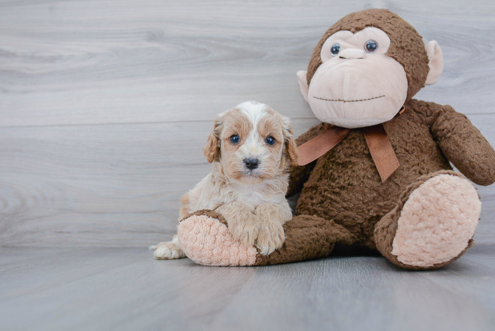 Cavapoo Puppy for Adoption