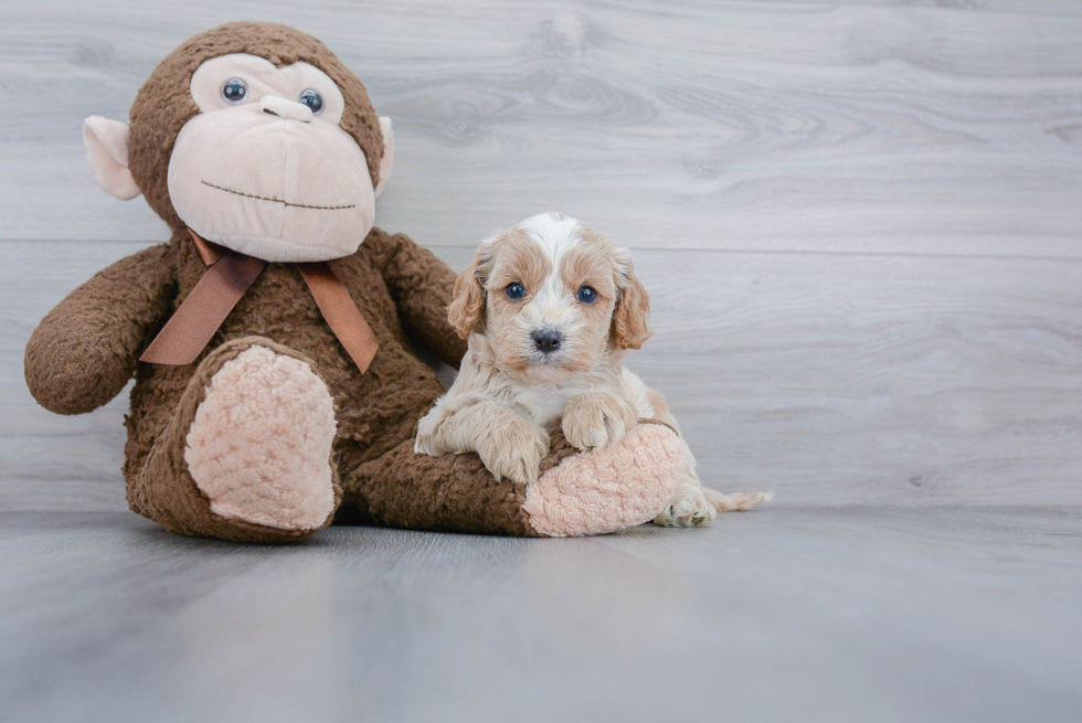 Playful Cavoodle Poodle Mix Puppy