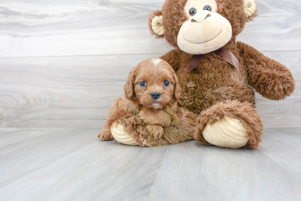 Cavapoo Pup Being Cute