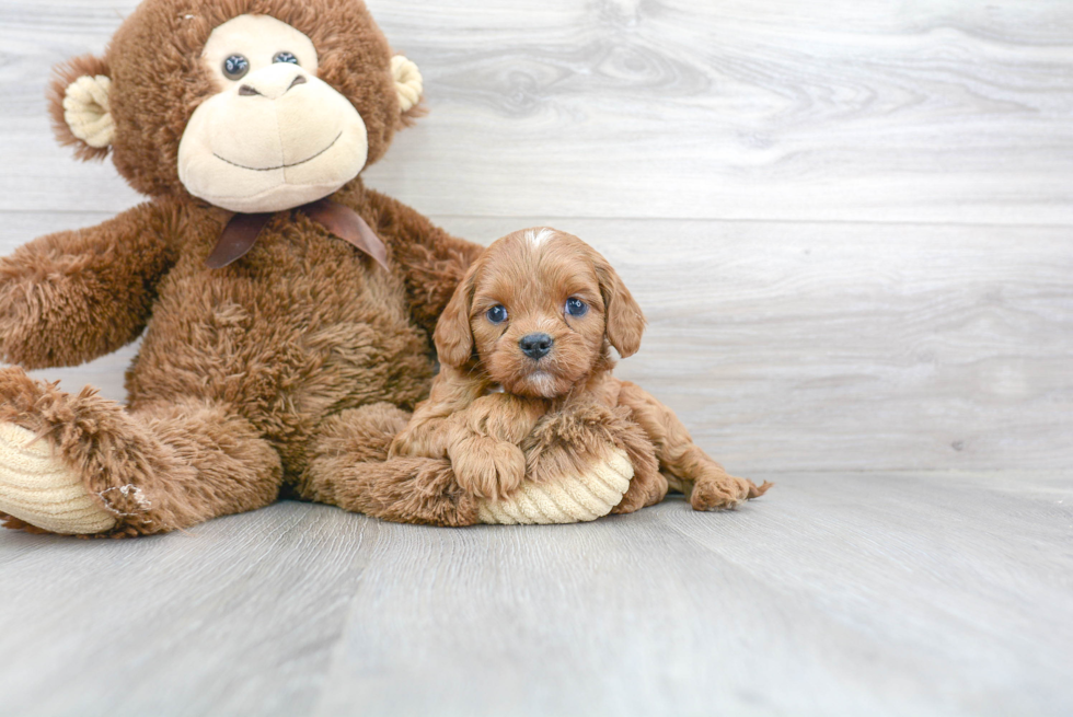 Best Cavapoo Baby