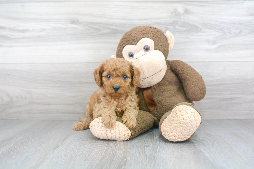 Hypoallergenic Cavoodle Poodle Mix Puppy