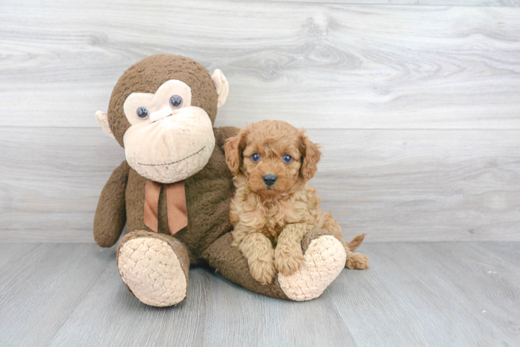 Cavapoo Puppy for Adoption