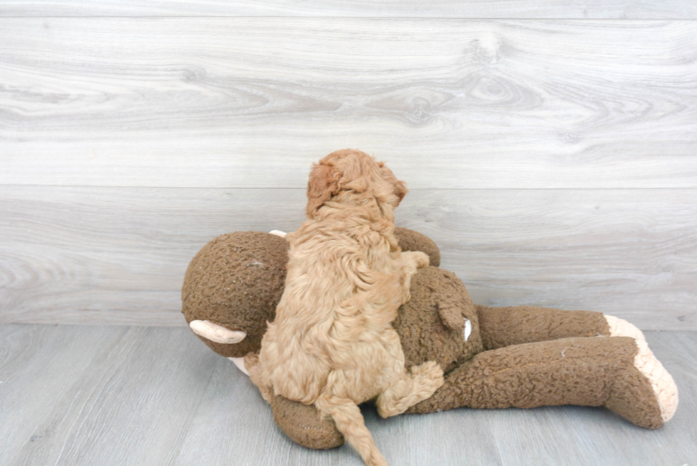 Cavapoo Puppy for Adoption