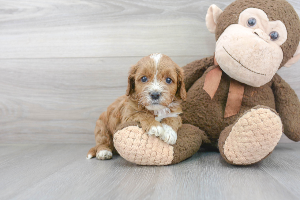 Little Cavoodle Poodle Mix Puppy