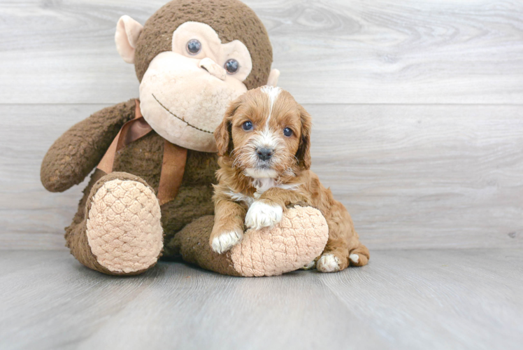 Small Cavapoo Baby