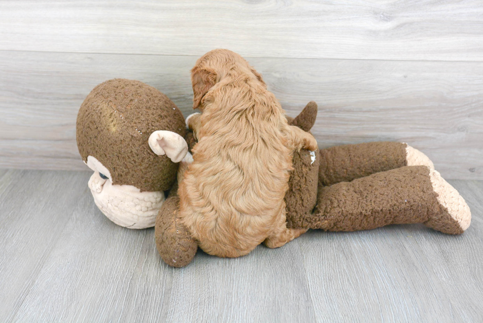 Cavapoo Pup Being Cute