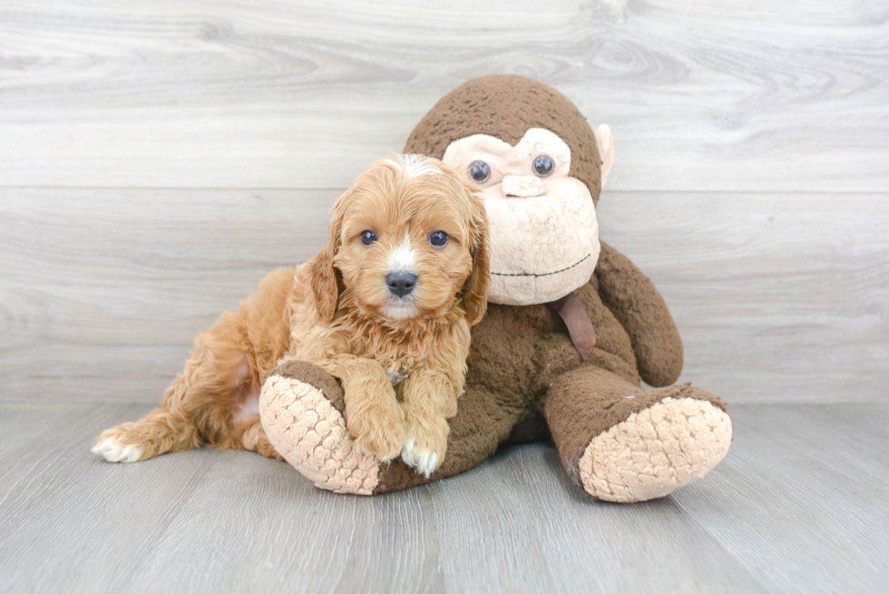 Cavapoo Puppy for Adoption