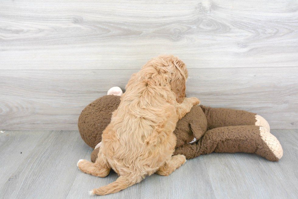 Happy Cavapoo Baby