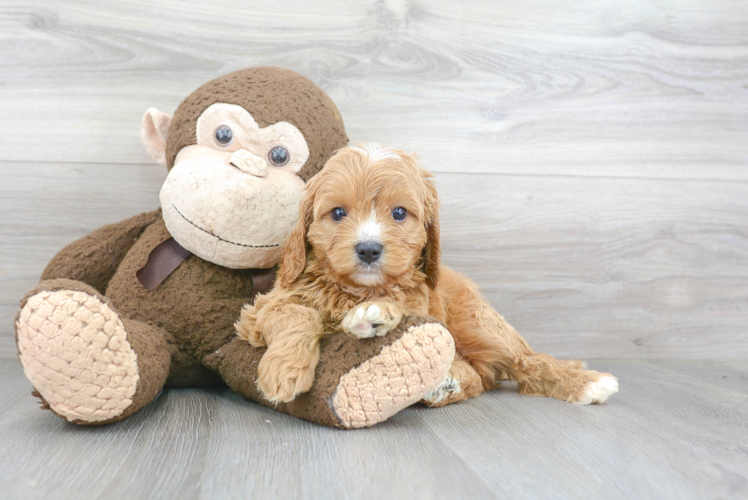 Little Cavoodle Poodle Mix Puppy