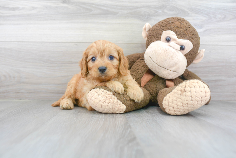 Fluffy Cavapoo Poodle Mix Pup