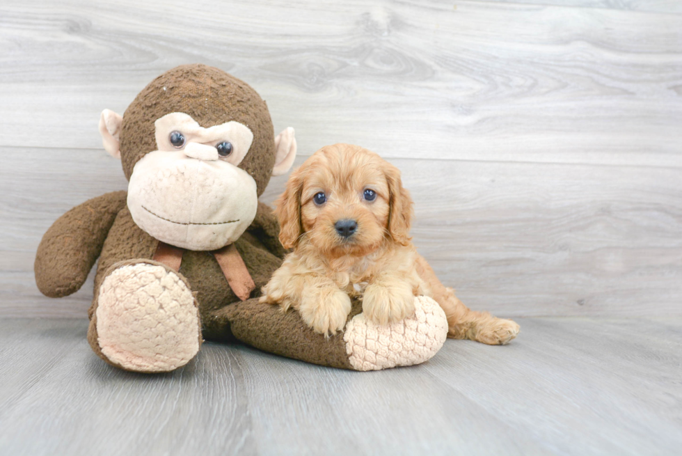 Petite Cavapoo Poodle Mix Pup