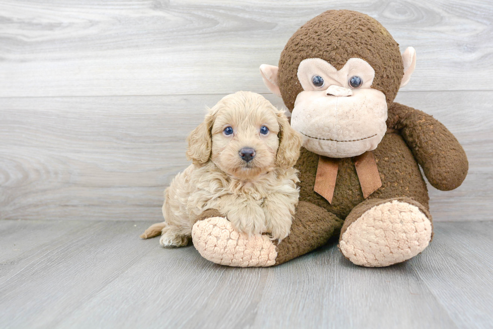 Little Cavoodle Poodle Mix Puppy