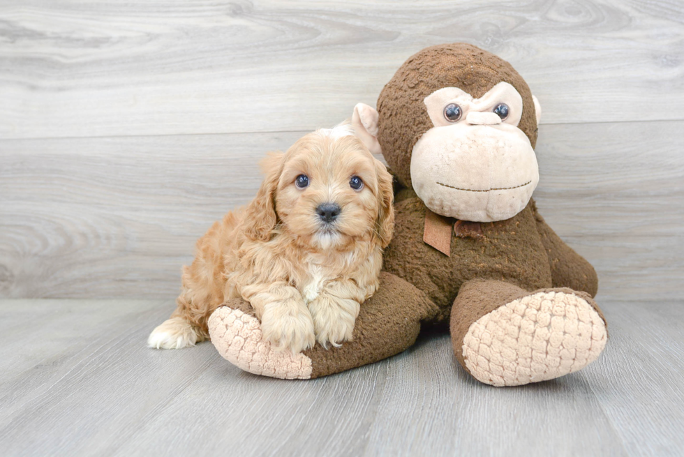 Hypoallergenic Cavoodle Poodle Mix Puppy