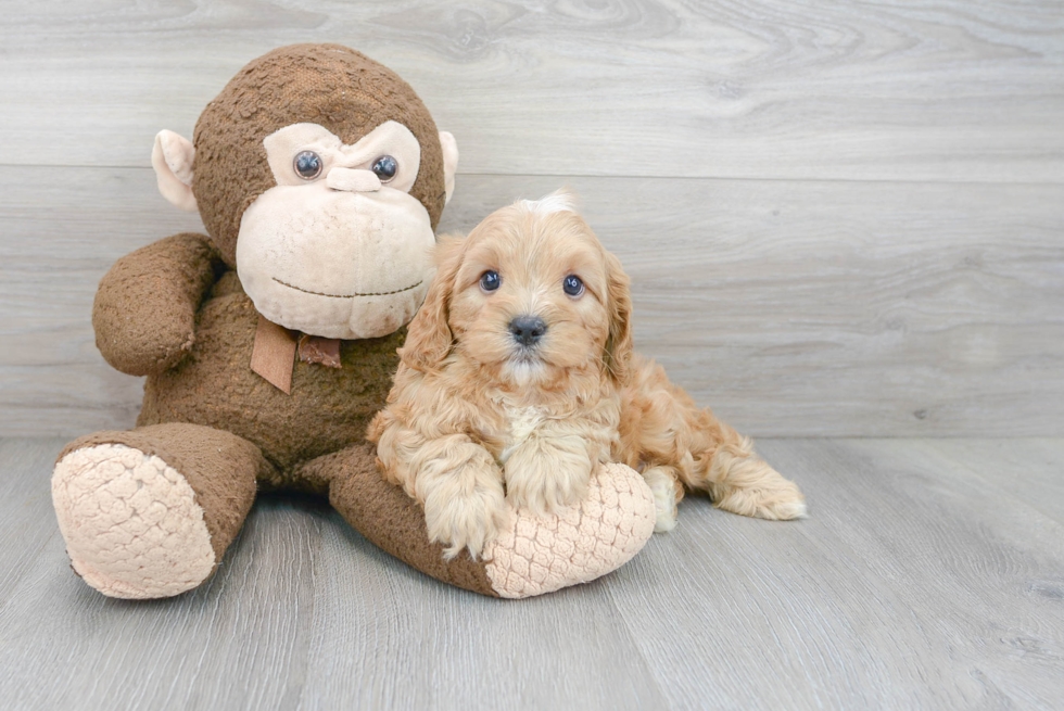 Best Cavapoo Baby