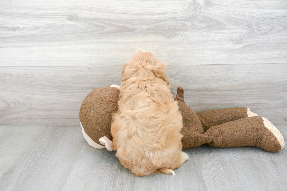 Cavapoo Puppy for Adoption