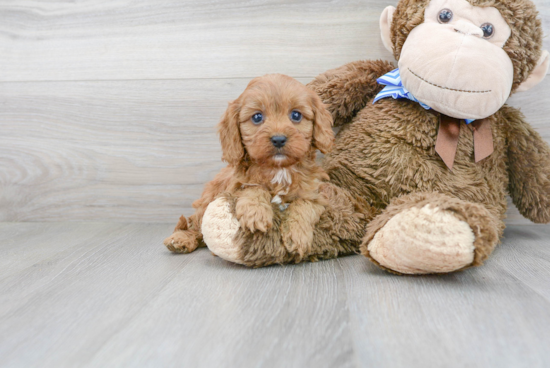 Funny Cavapoo Poodle Mix Pup