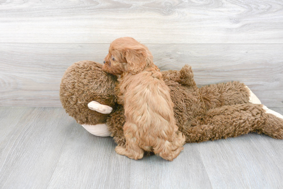 Fluffy Cavapoo Poodle Mix Pup