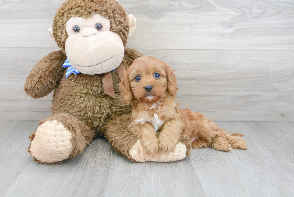 Adorable Cavoodle Poodle Mix Puppy