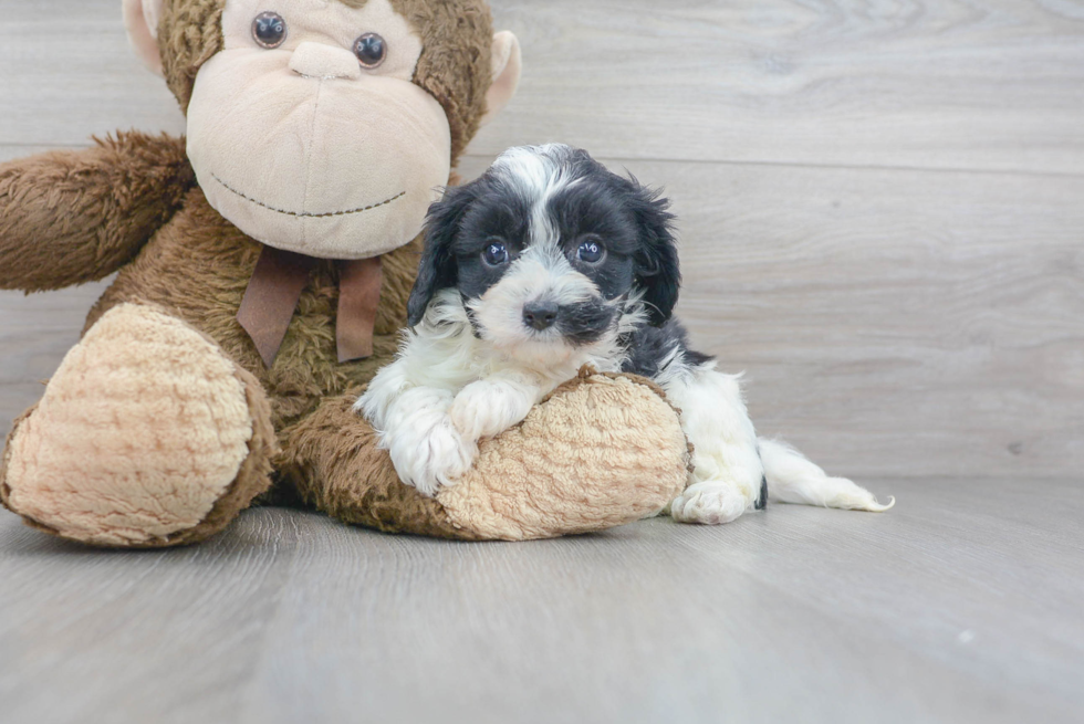 Cavapoo Puppy for Adoption