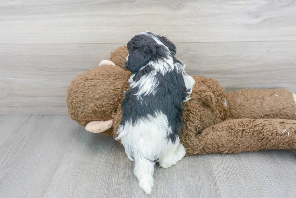 Playful Cavoodle Poodle Mix Puppy