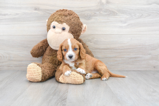 Little Cavoodle Poodle Mix Puppy