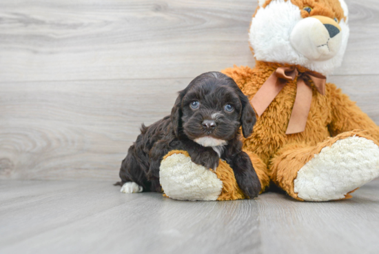 Small Cavapoo Baby