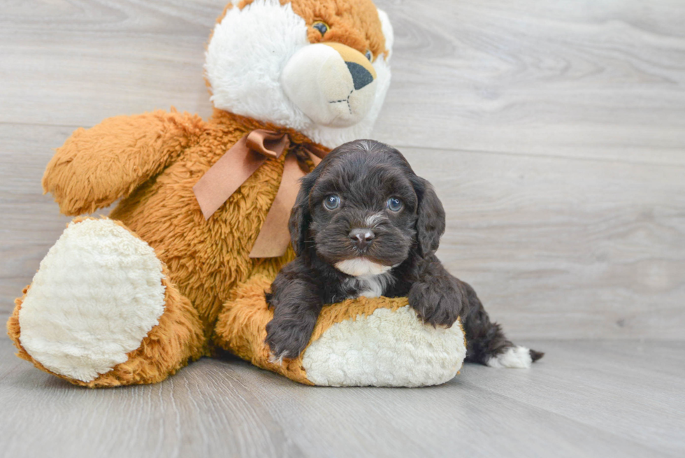 Popular Cavapoo Poodle Mix Pup