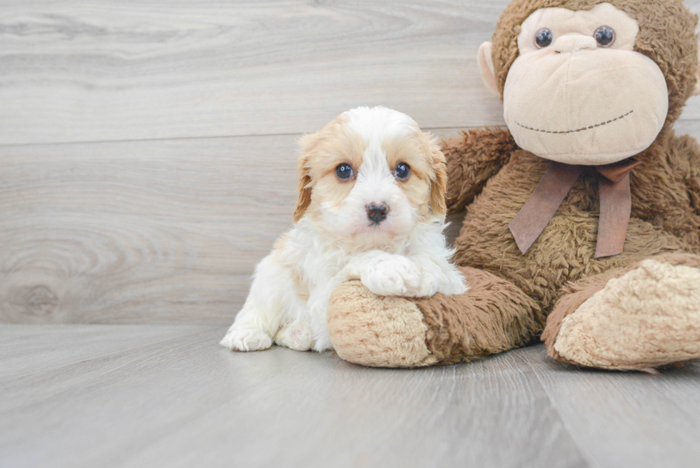 Cavapoo Pup Being Cute