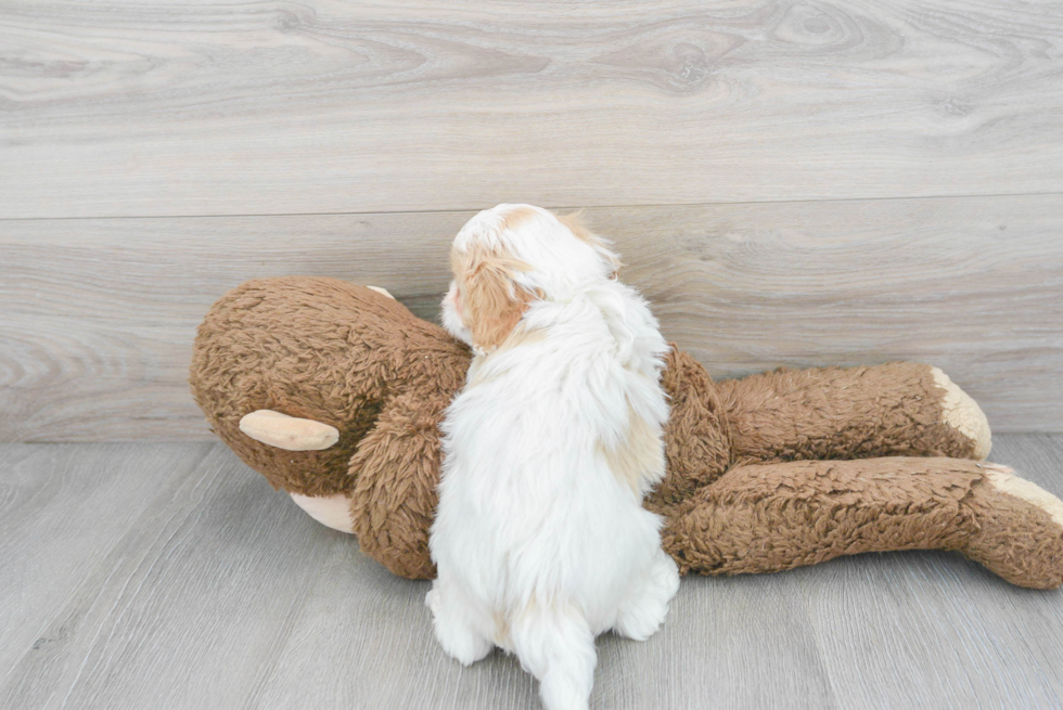 Playful Cavoodle Poodle Mix Puppy