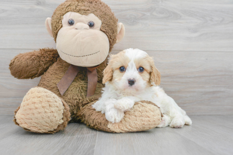 Popular Cavapoo Poodle Mix Pup