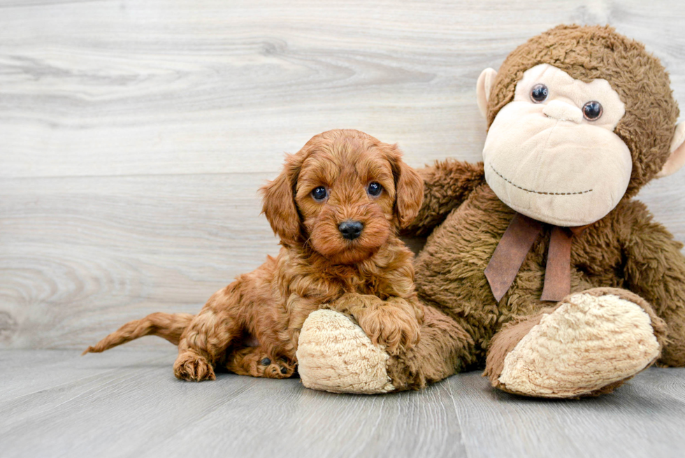 Cavapoo Pup Being Cute