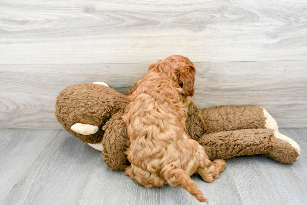 Funny Cavapoo Poodle Mix Pup