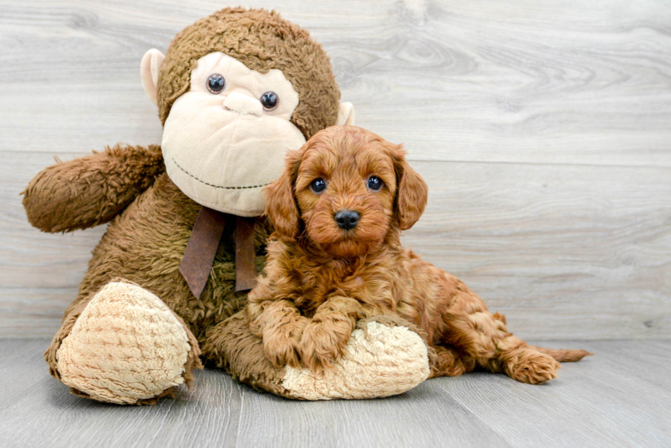 Little Cavoodle Poodle Mix Puppy