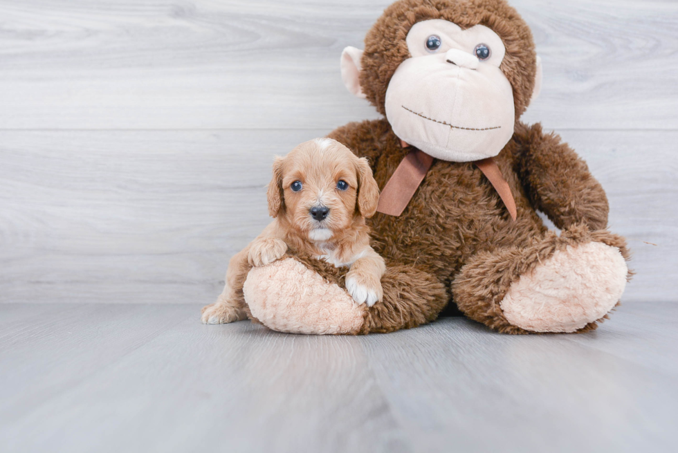 Small Cavapoo Baby