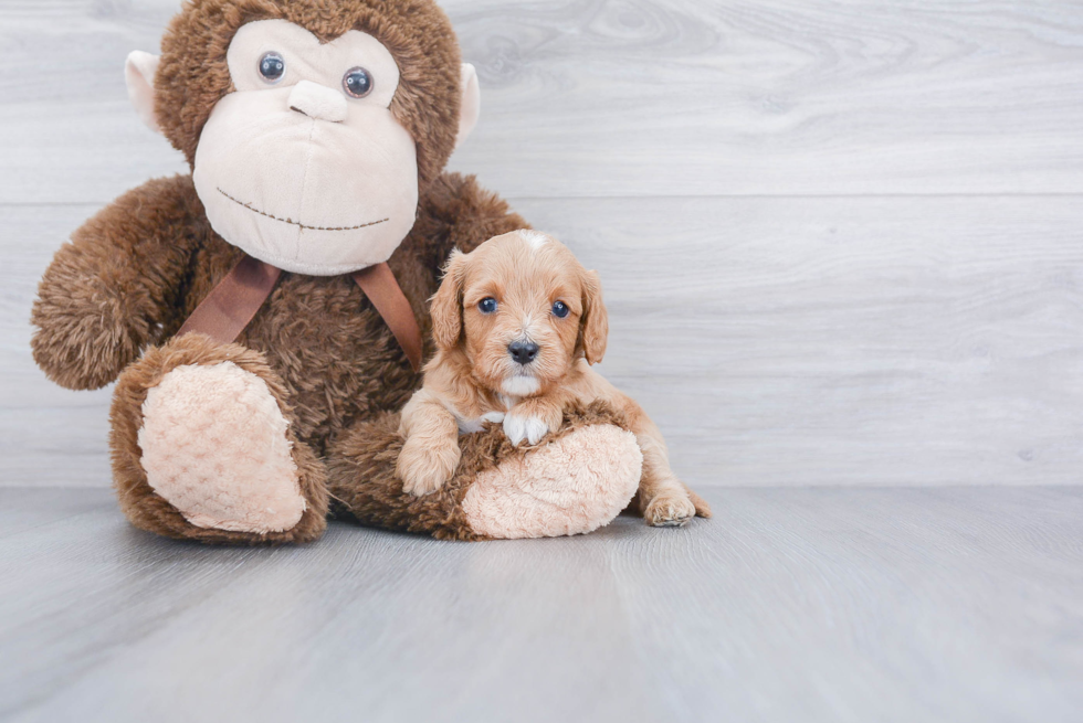 Cavapoo Puppy for Adoption