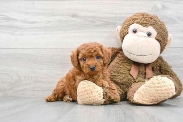 Cavapoo Puppy for Adoption