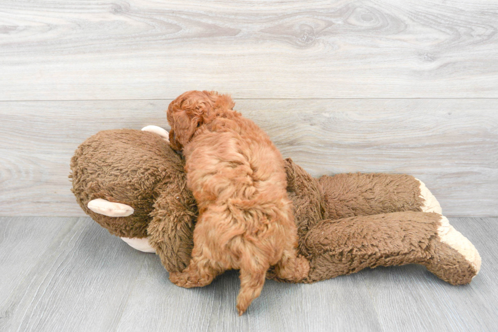 Cavapoo Pup Being Cute