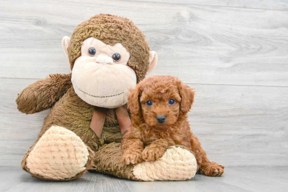 Smart Cavapoo Poodle Mix Pup