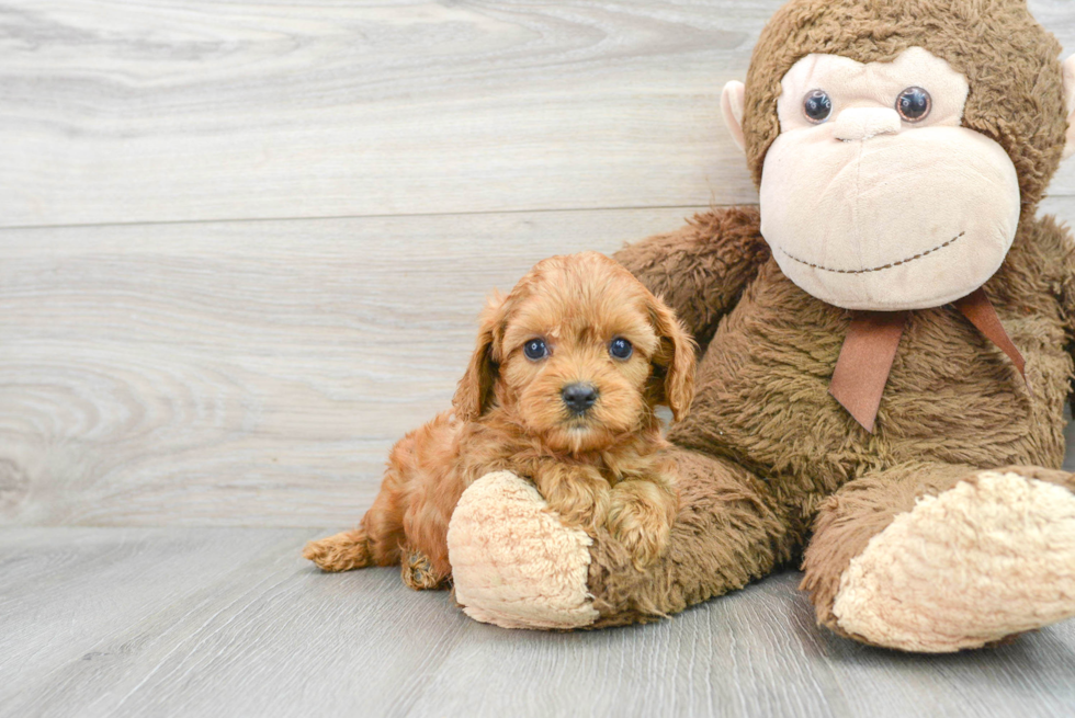 Cavapoo Puppy for Adoption