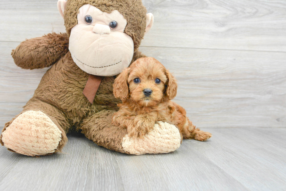 Happy Cavapoo Baby