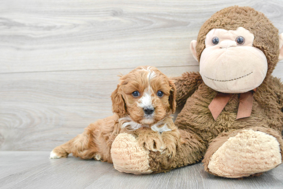 Friendly Cavapoo Baby