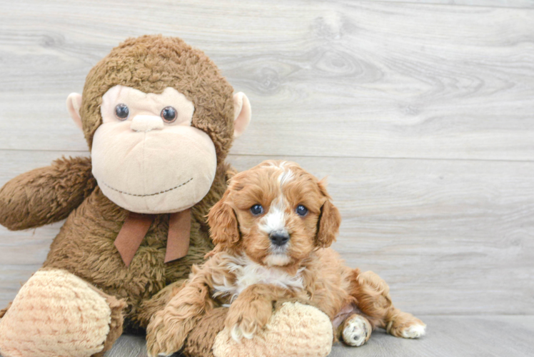 Playful Cavoodle Poodle Mix Puppy