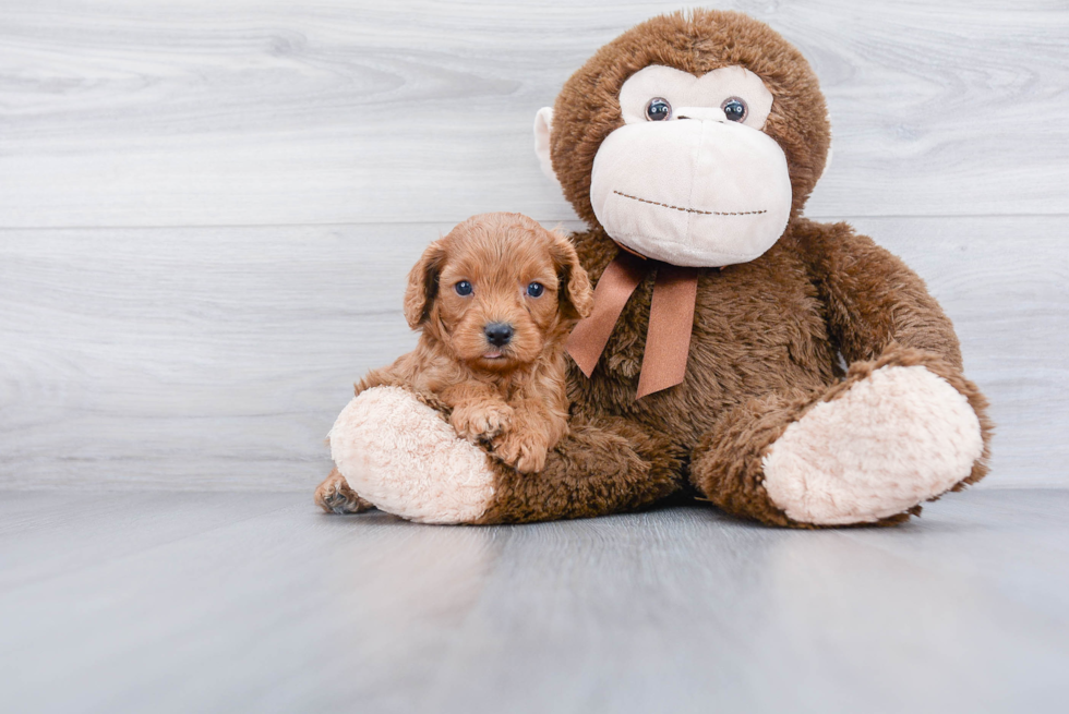 Funny Cavapoo Poodle Mix Pup