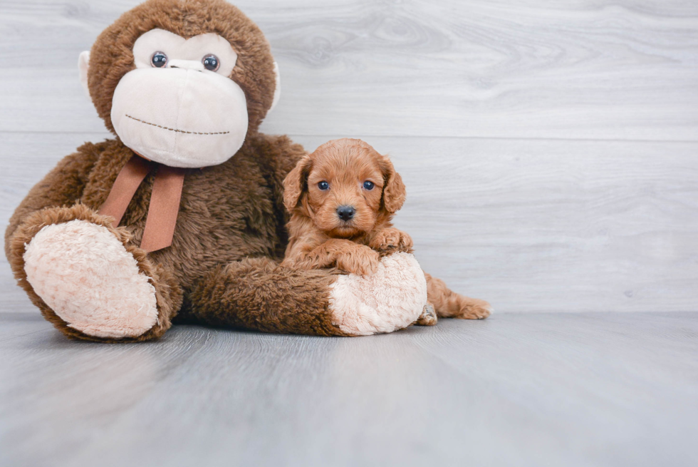 Cavapoo Pup Being Cute