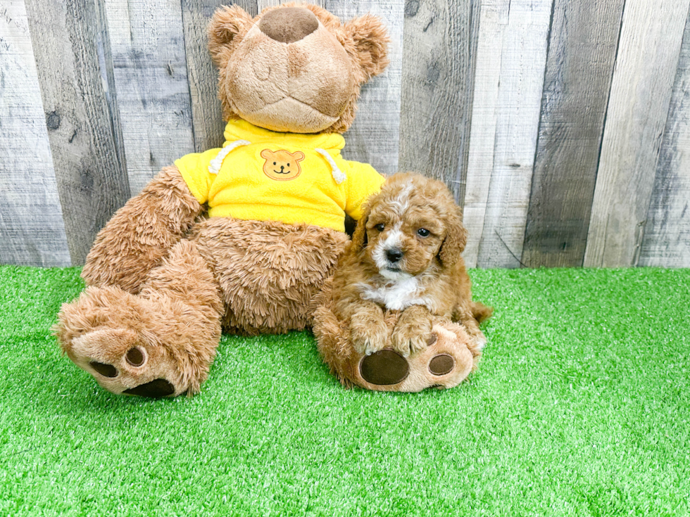 Energetic Cavoodle Poodle Mix Puppy