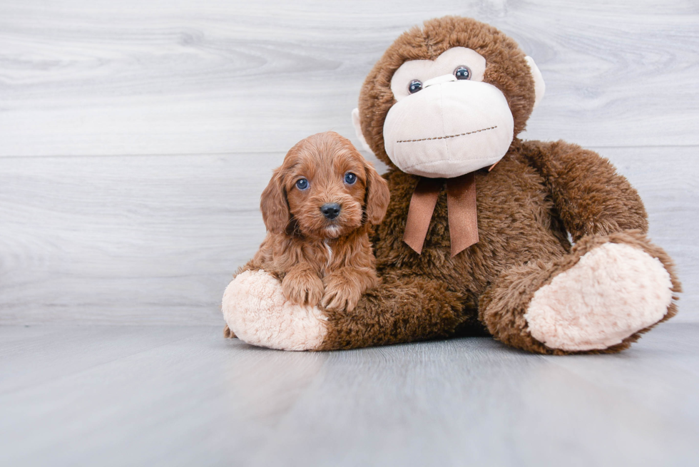 Energetic Cavoodle Poodle Mix Puppy