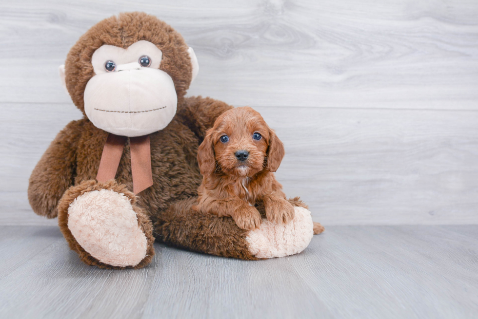 Cavapoo Pup Being Cute